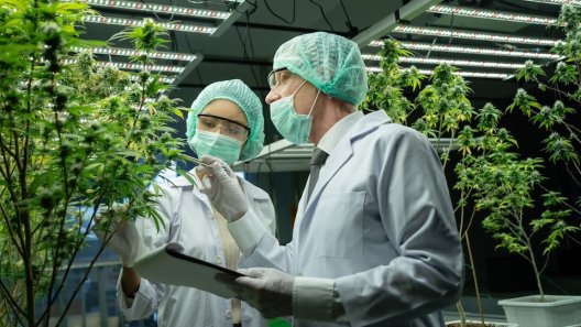 Johns Hopkins Launches $10M Medical Cannabis Research Initiative