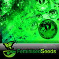 Cannabis Seeds