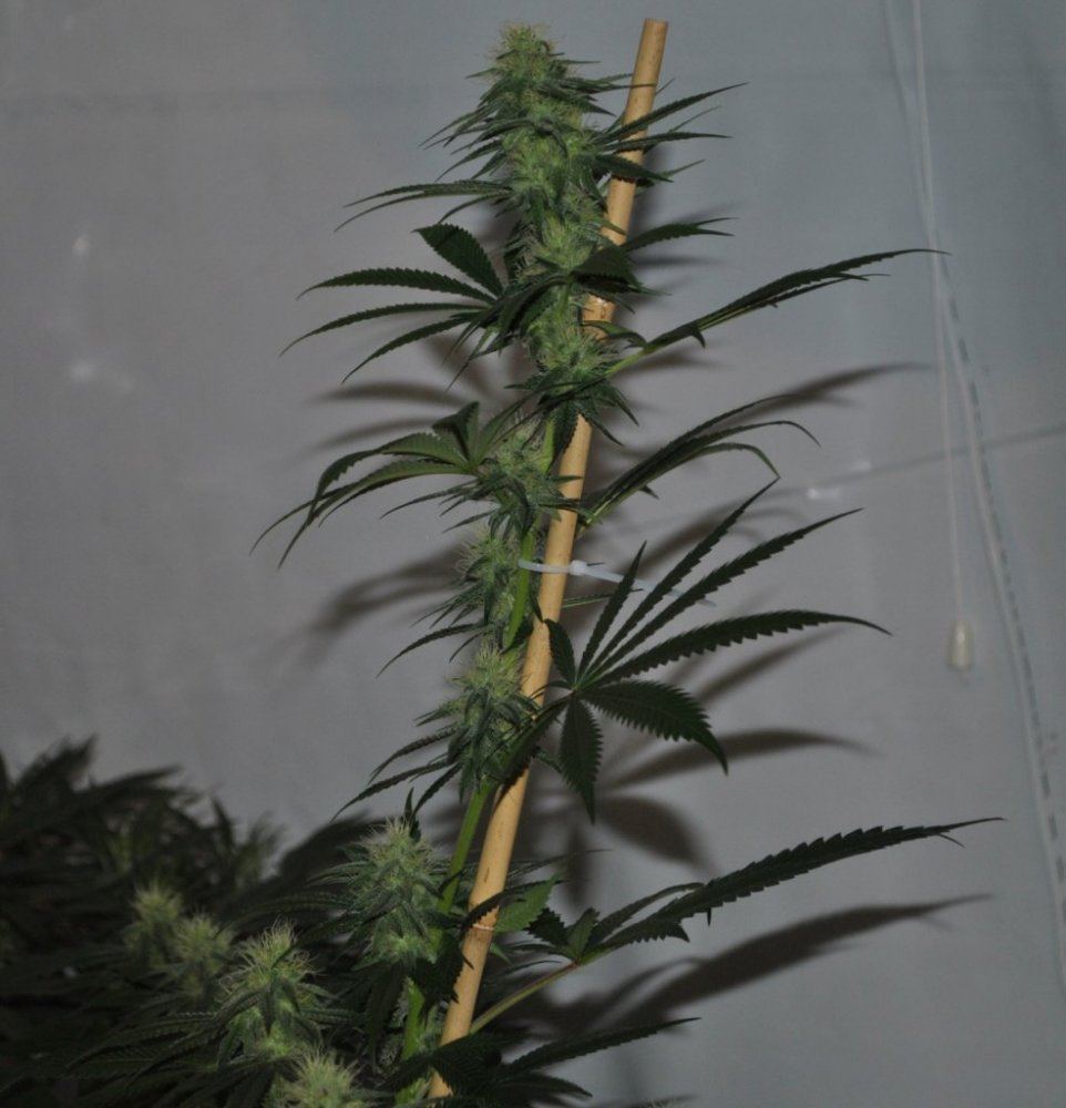 0GTHFLOWER5 BAK 