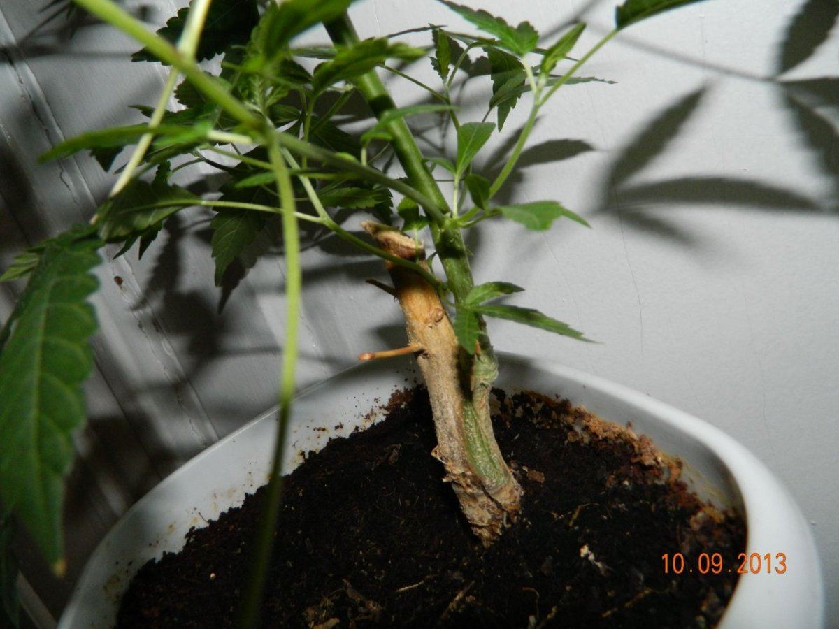 0003