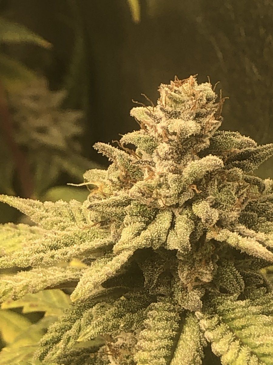 00065CBD 9820 4190 A853 36BA2B8D7ACA