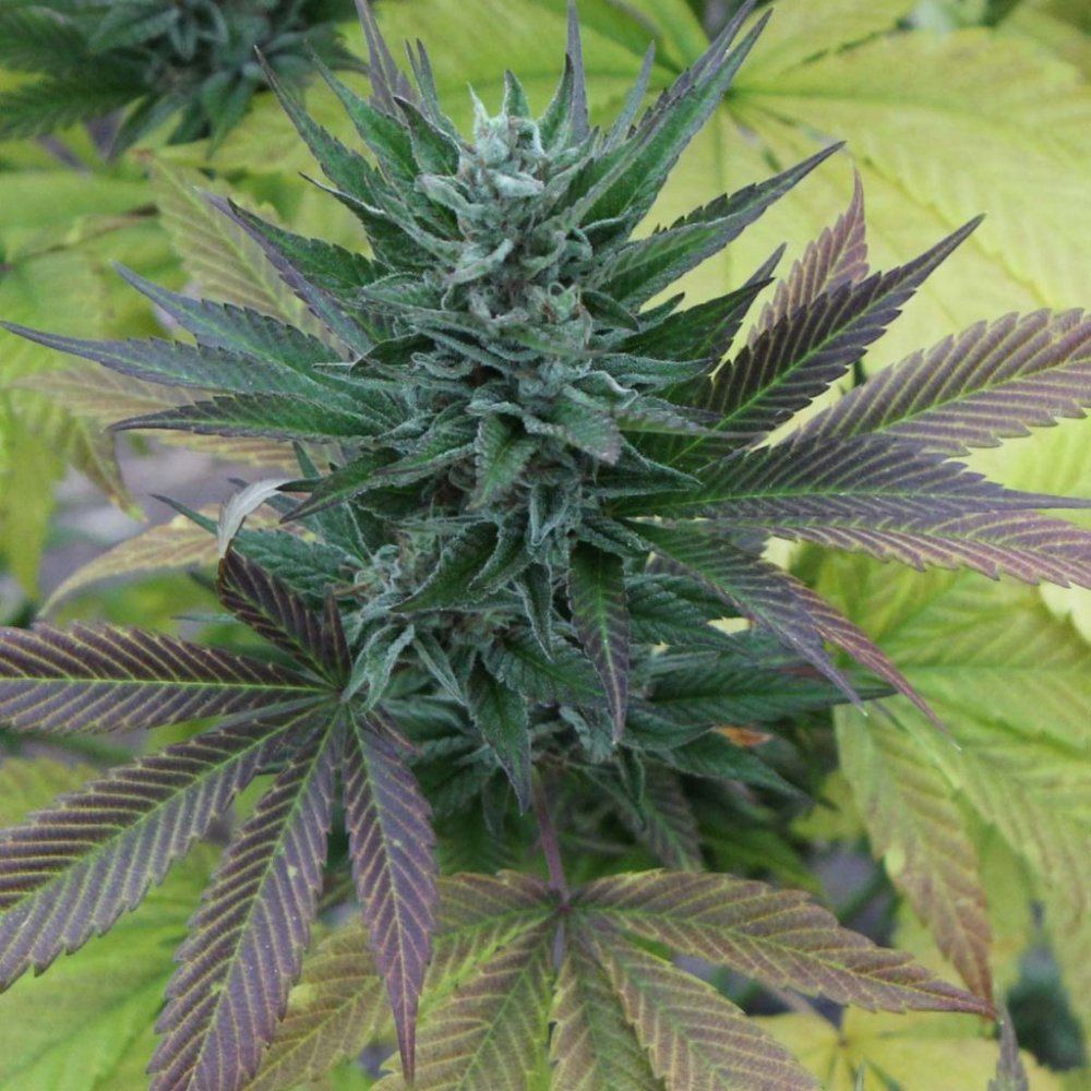 001 cc