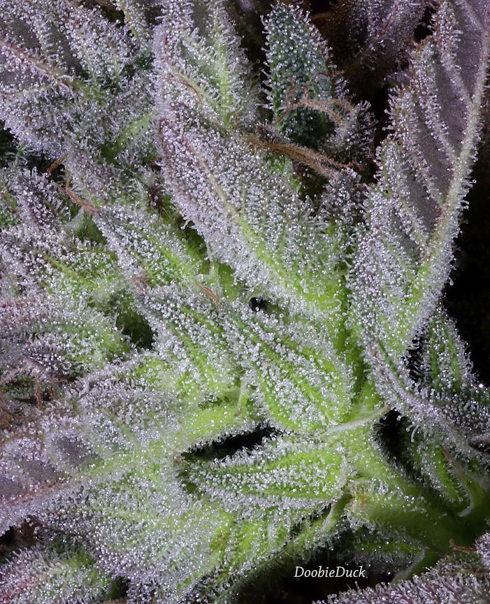 0017b Bo SD x F13 W