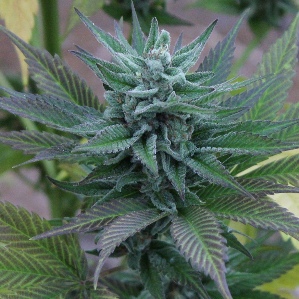 003 cc