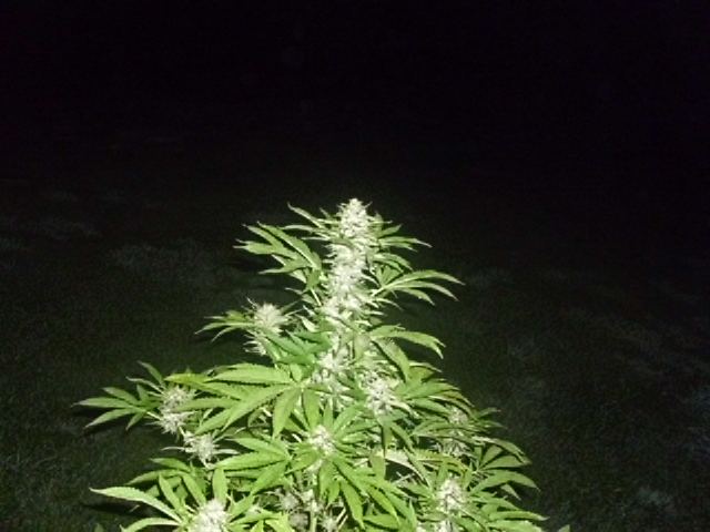 003