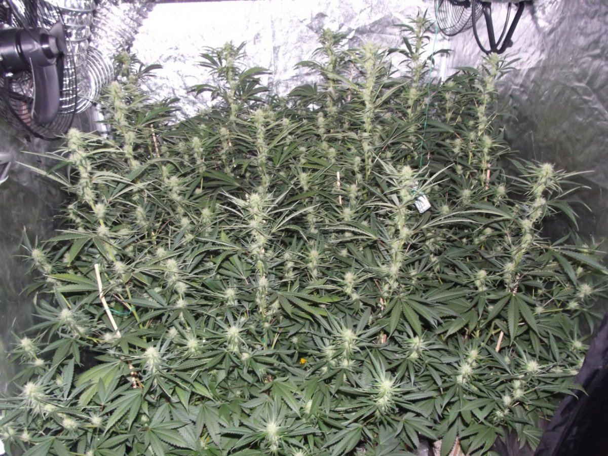 008