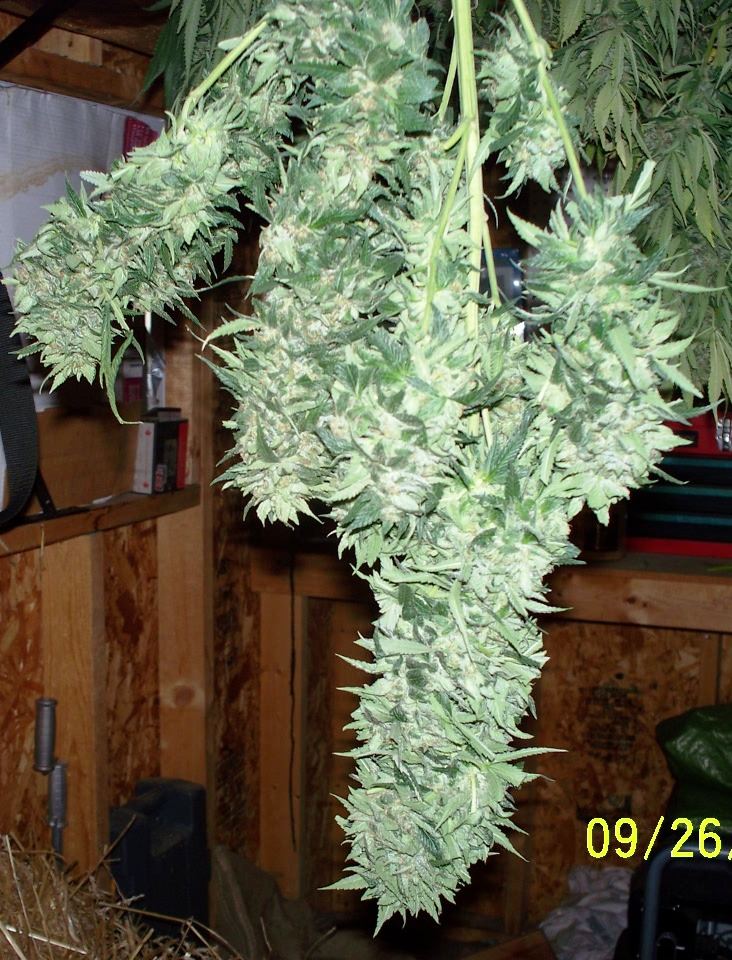 008