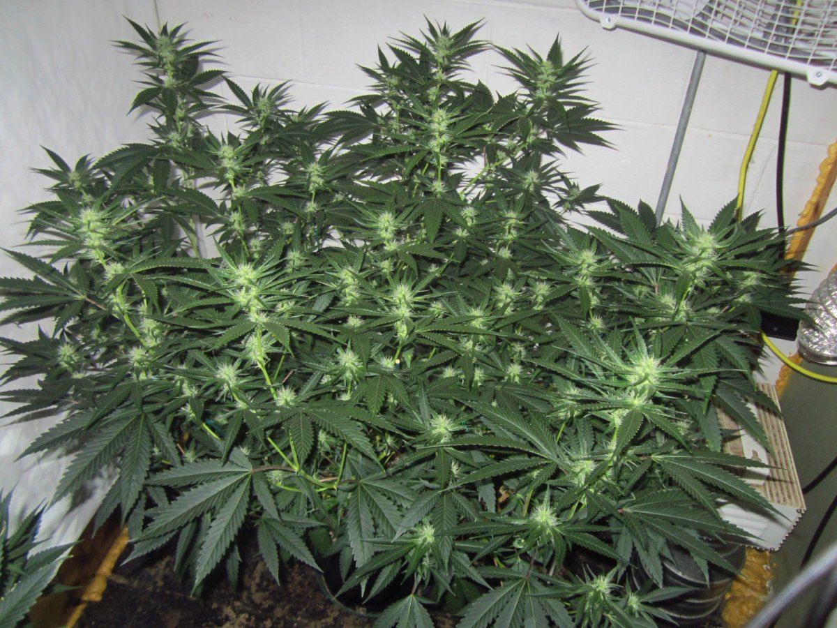 008