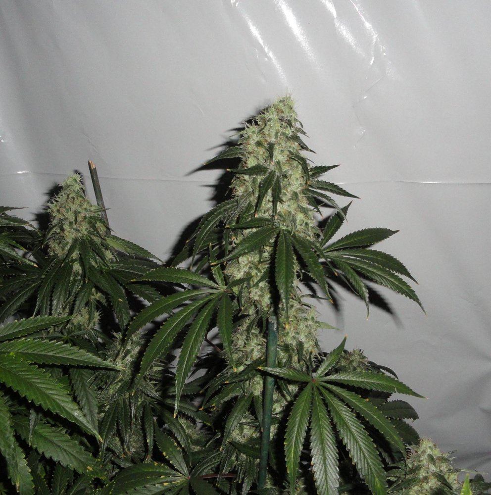 008 crop