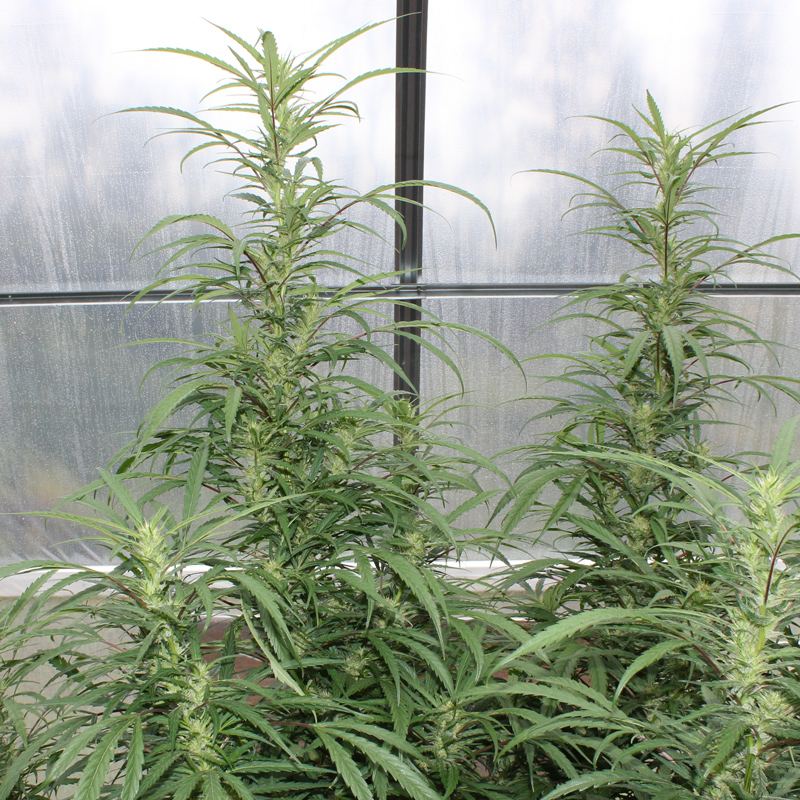 010 4 SBD