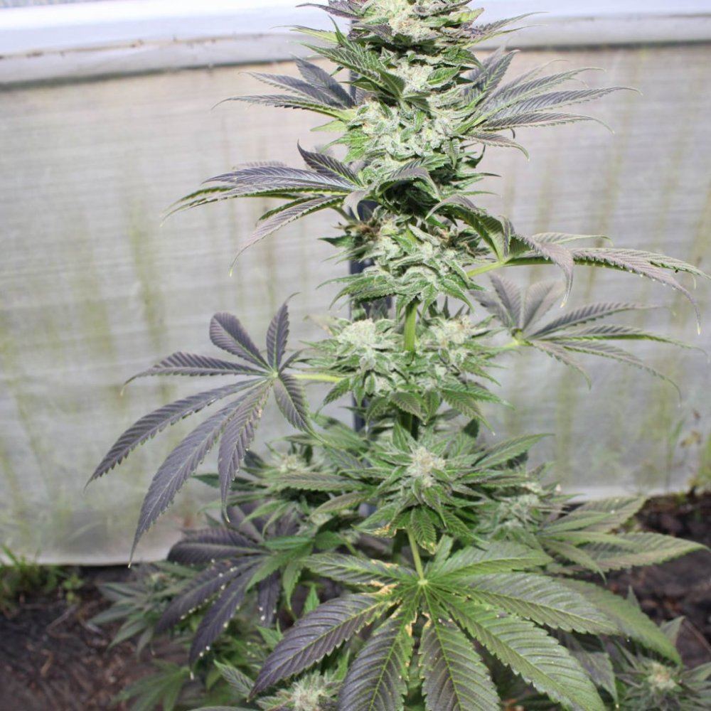 013 cc