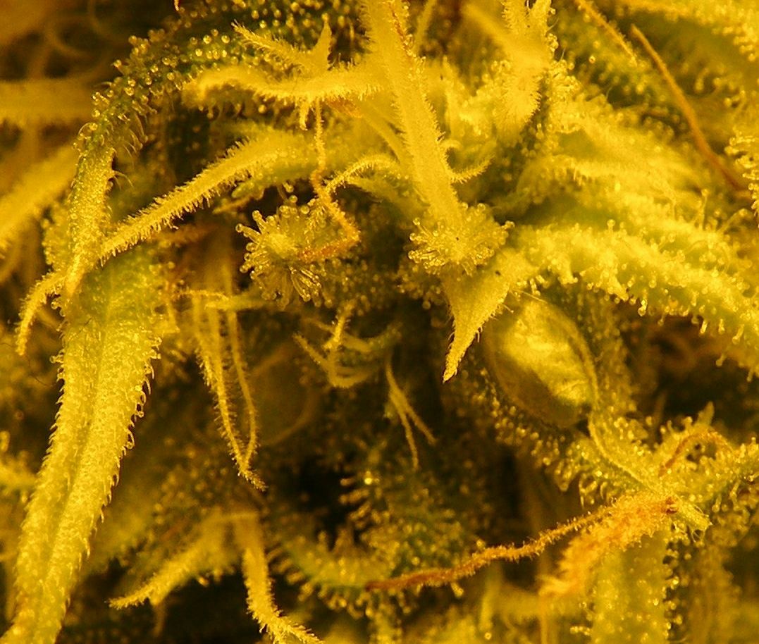 014CBD