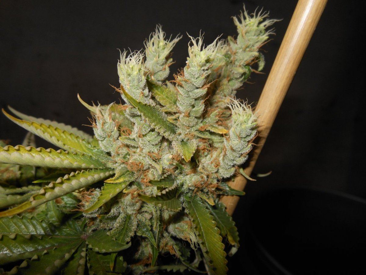 015