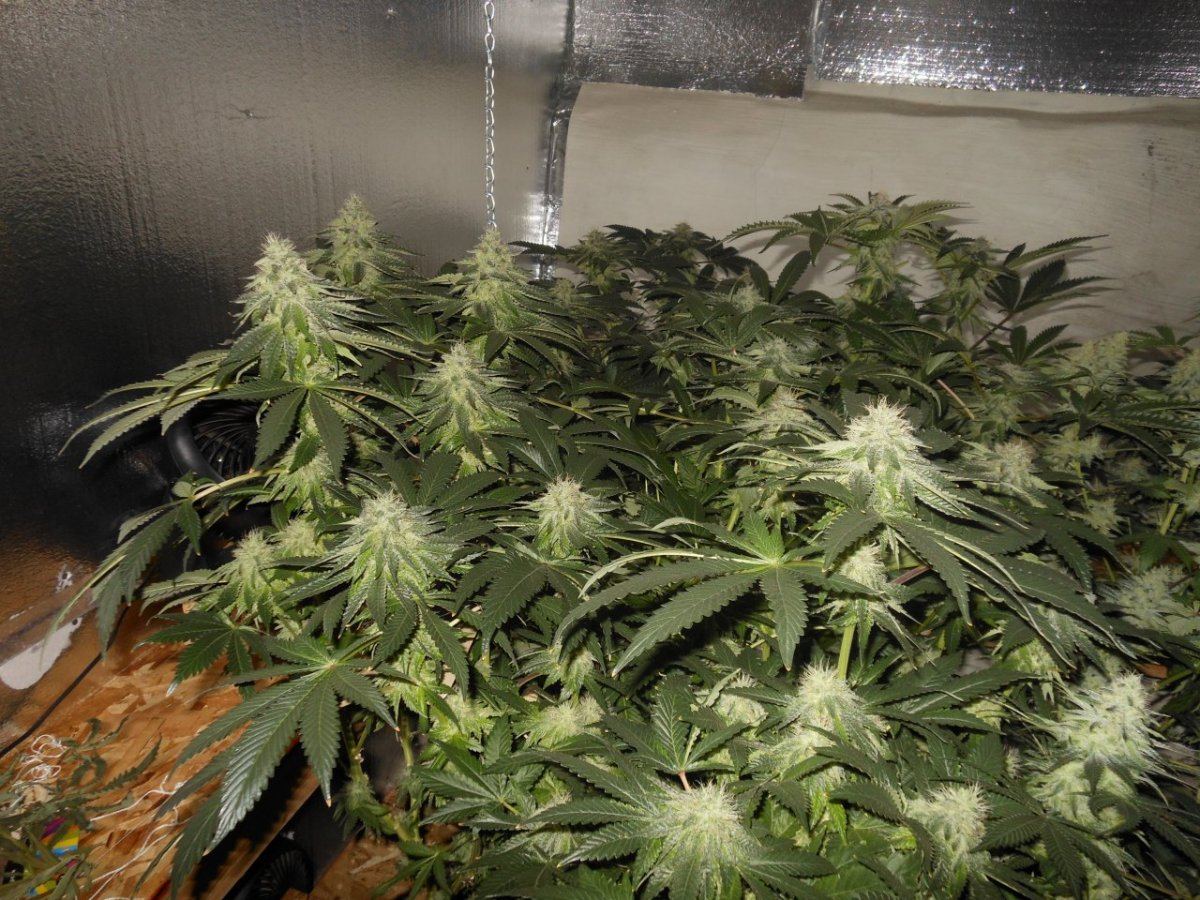 018