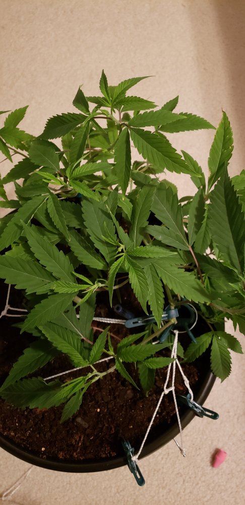 01 15 LST 3