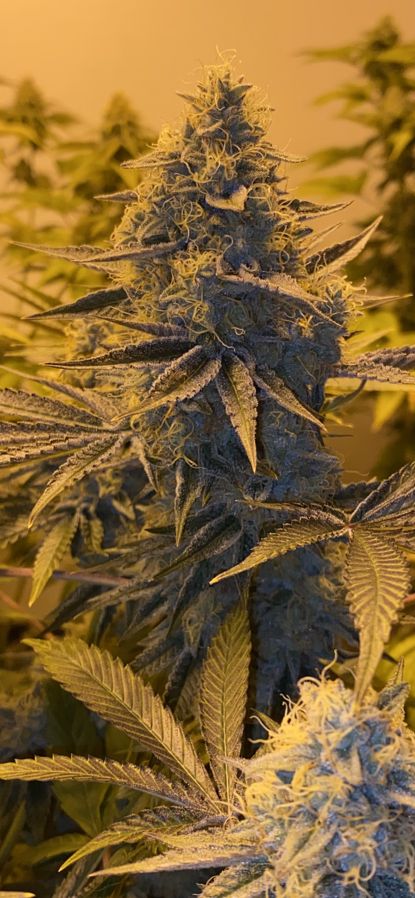 01D8E96F 5ED5 4EE1 B631 6977C45CA0DF