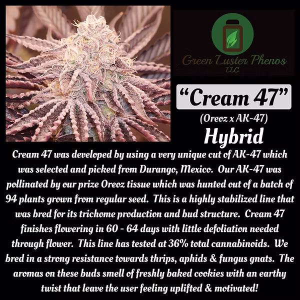 Cream 47
