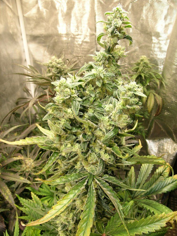 0207 2x4lucybean cola