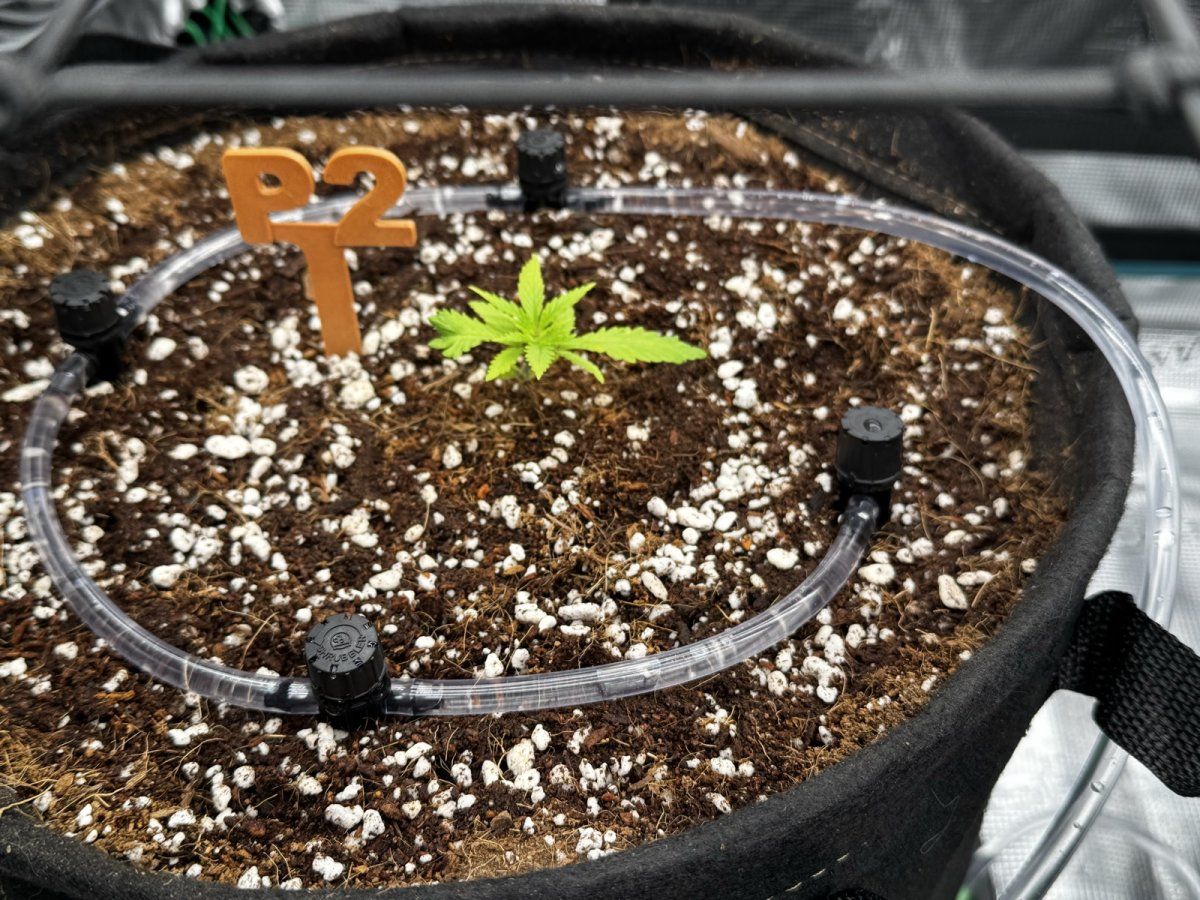 02 P2 post feed top down drip ring 2