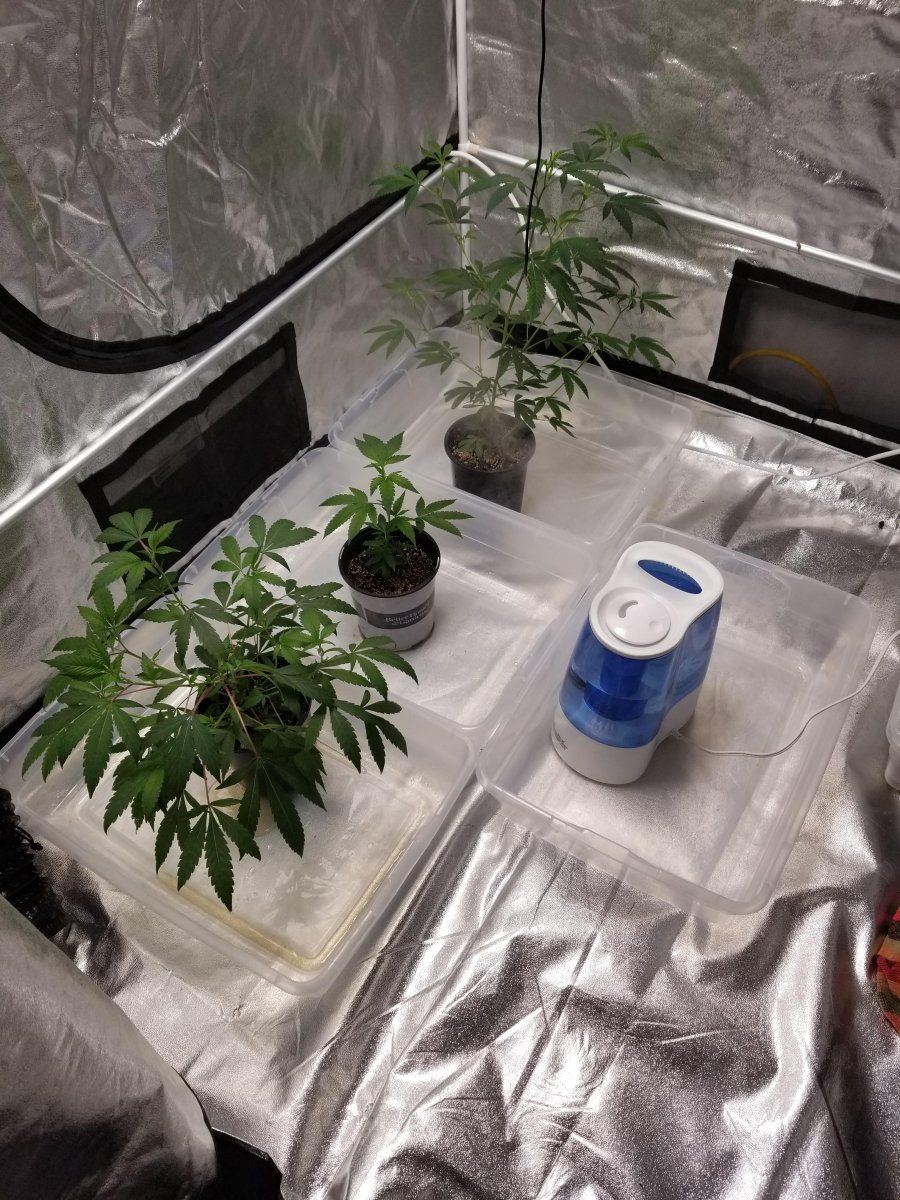 02032023 W3 Veg