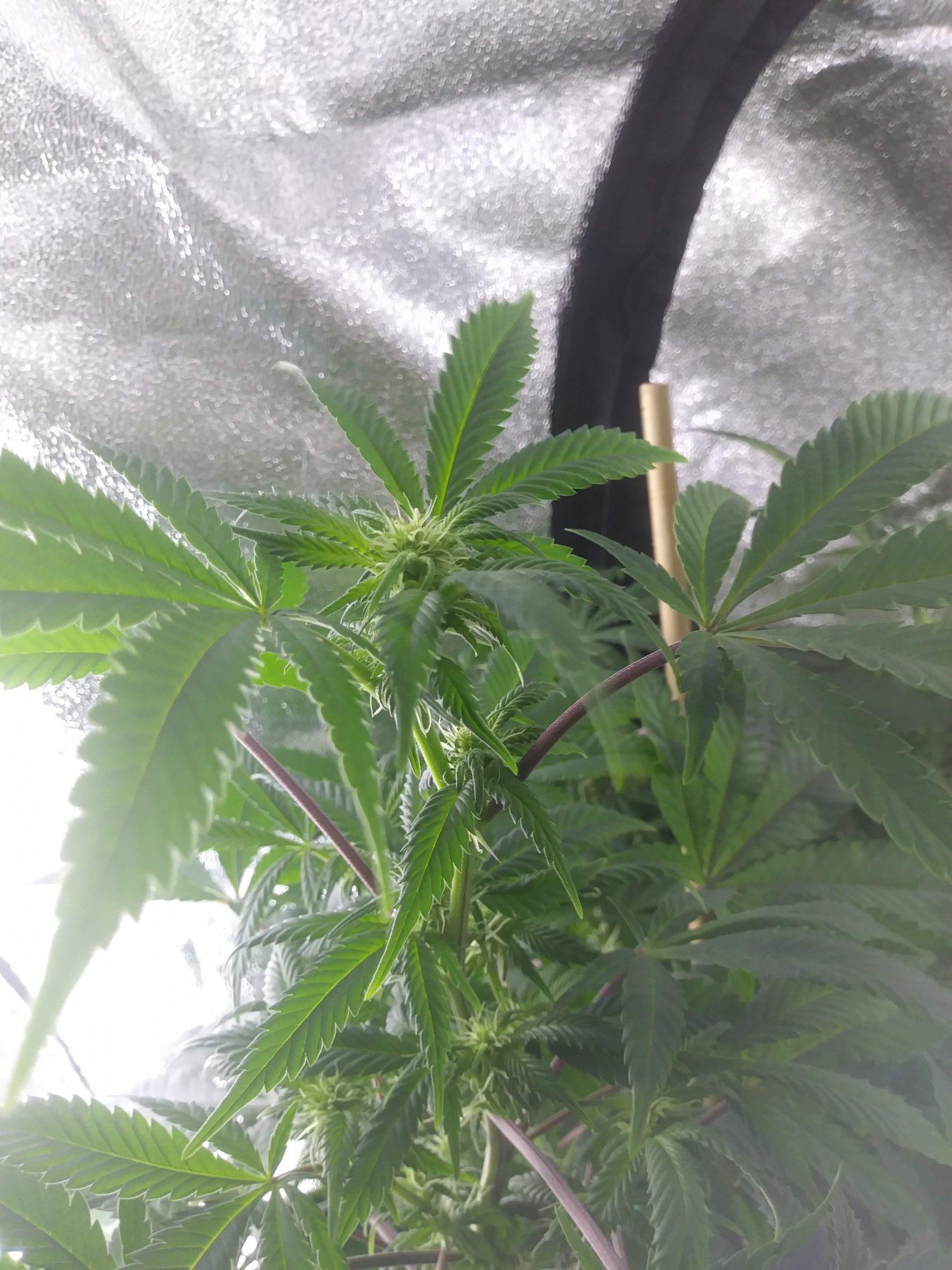 Krishna Kush