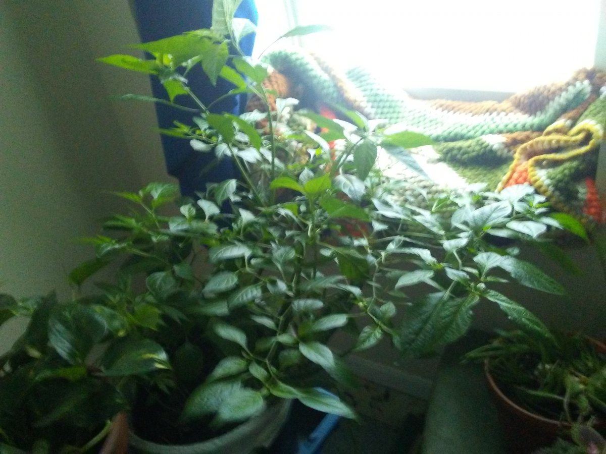 0314171347a