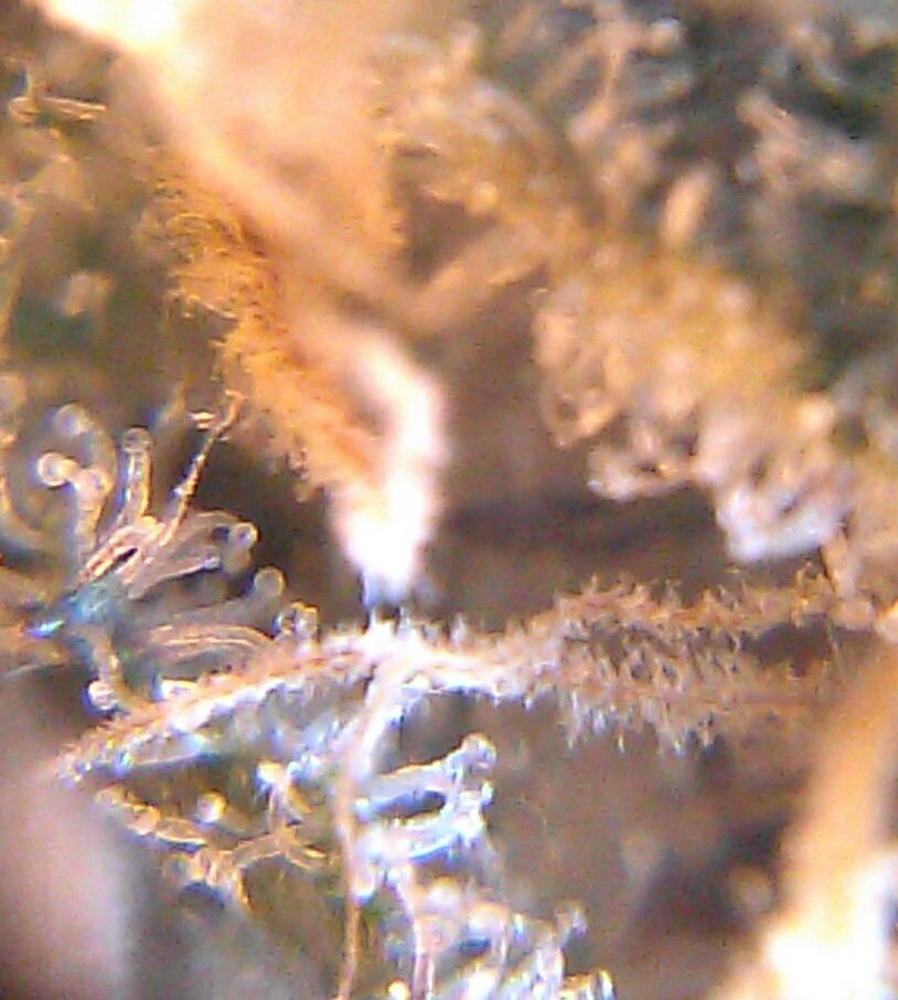 0316142040a 1