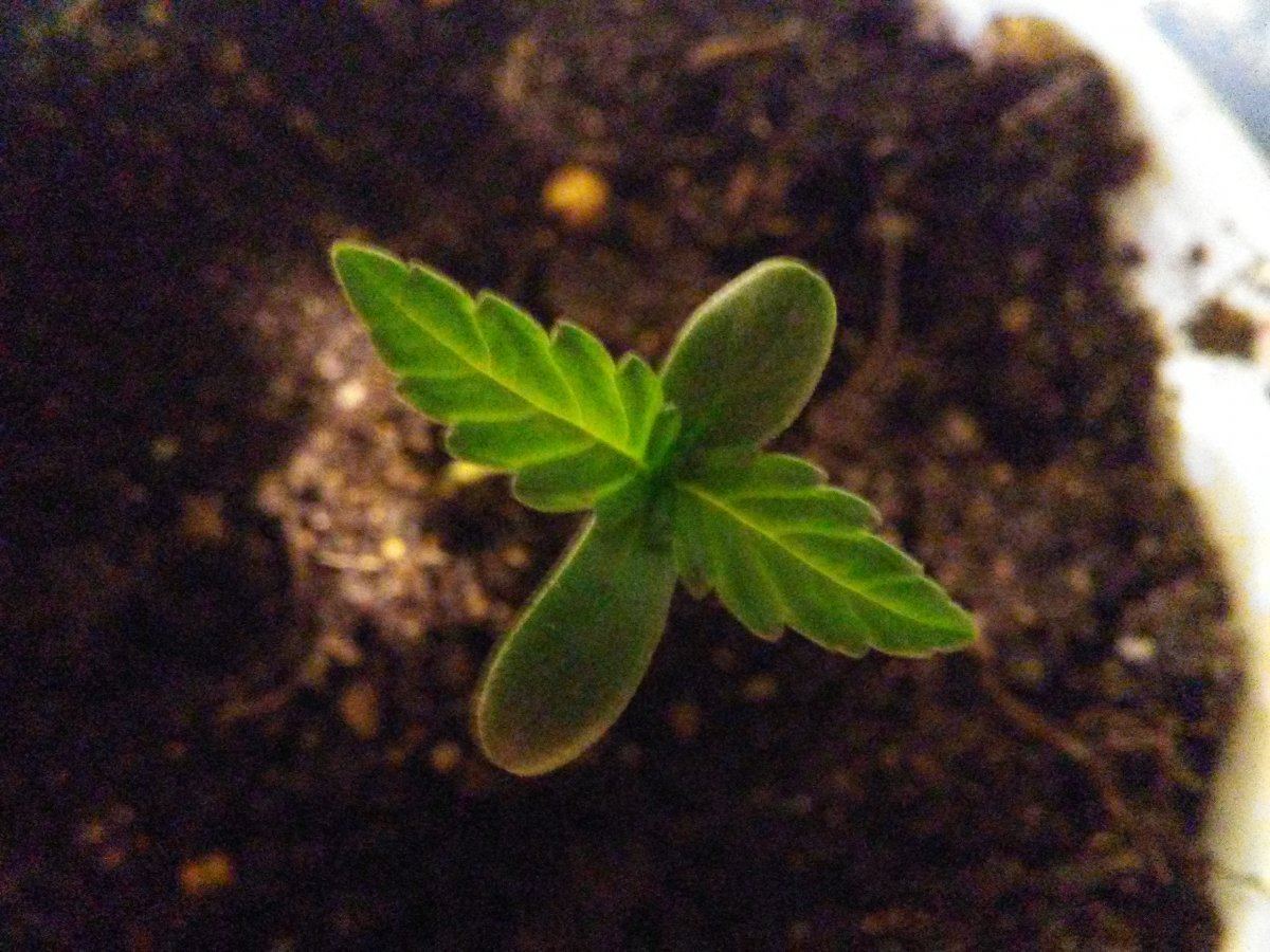 0316171326b