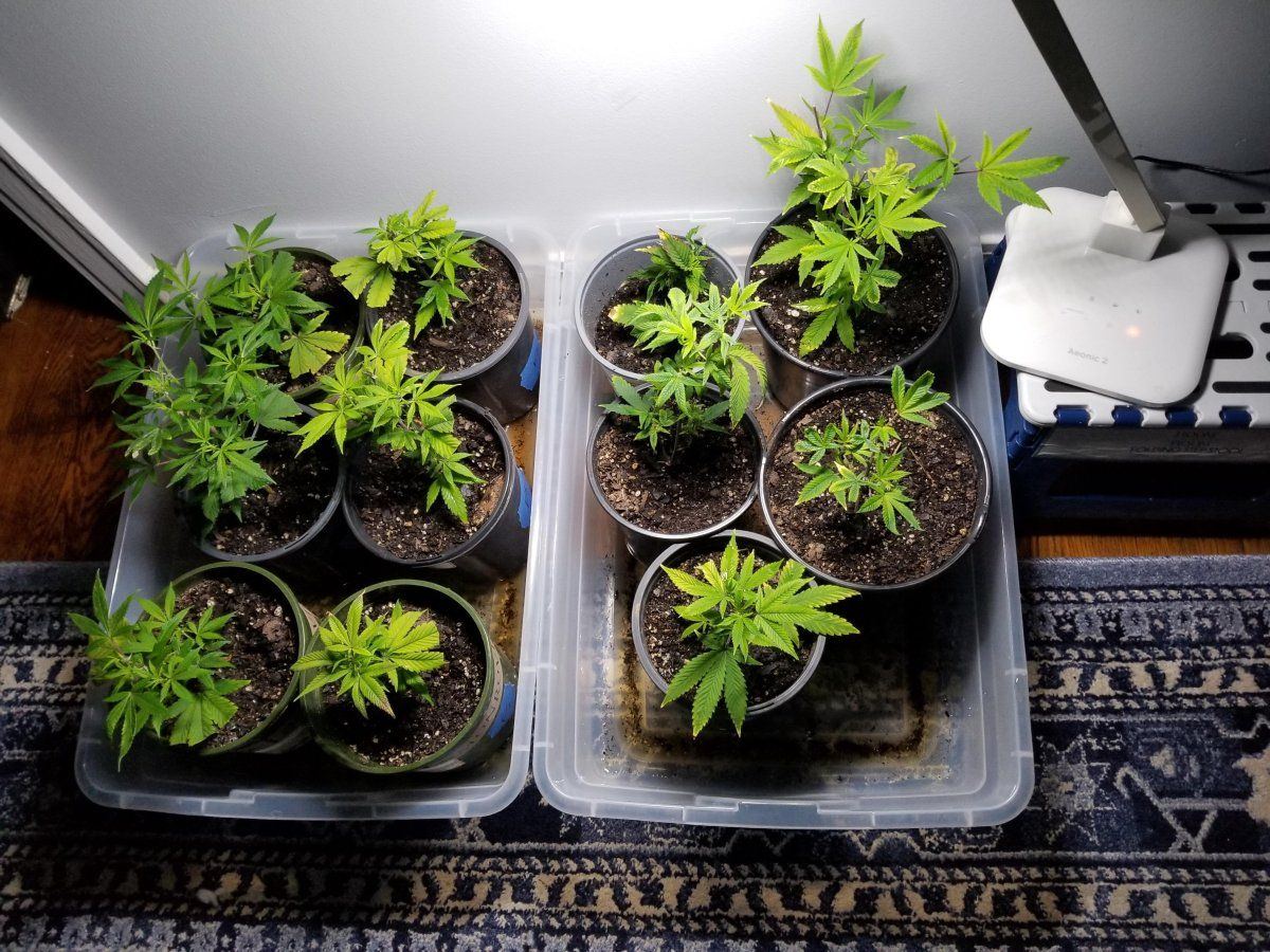 03202023 Clone reposition