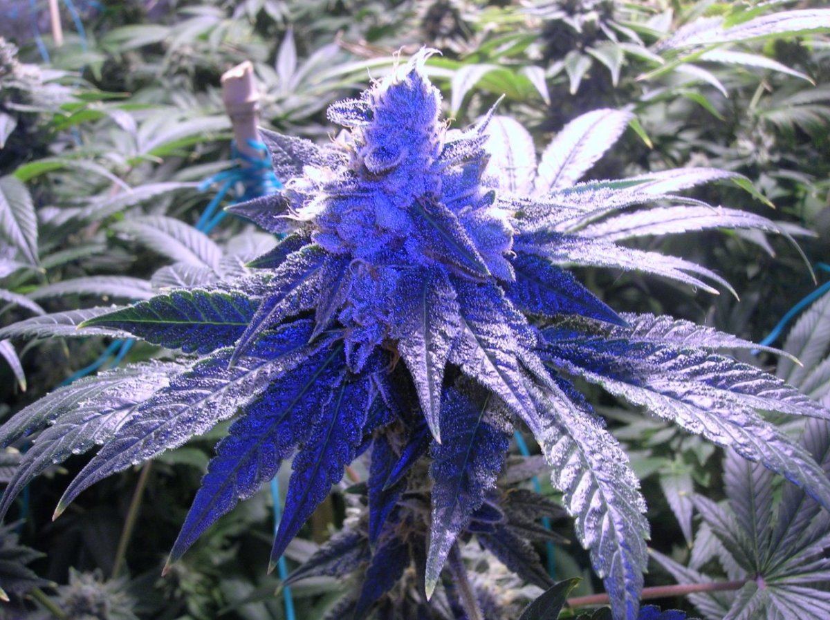 036