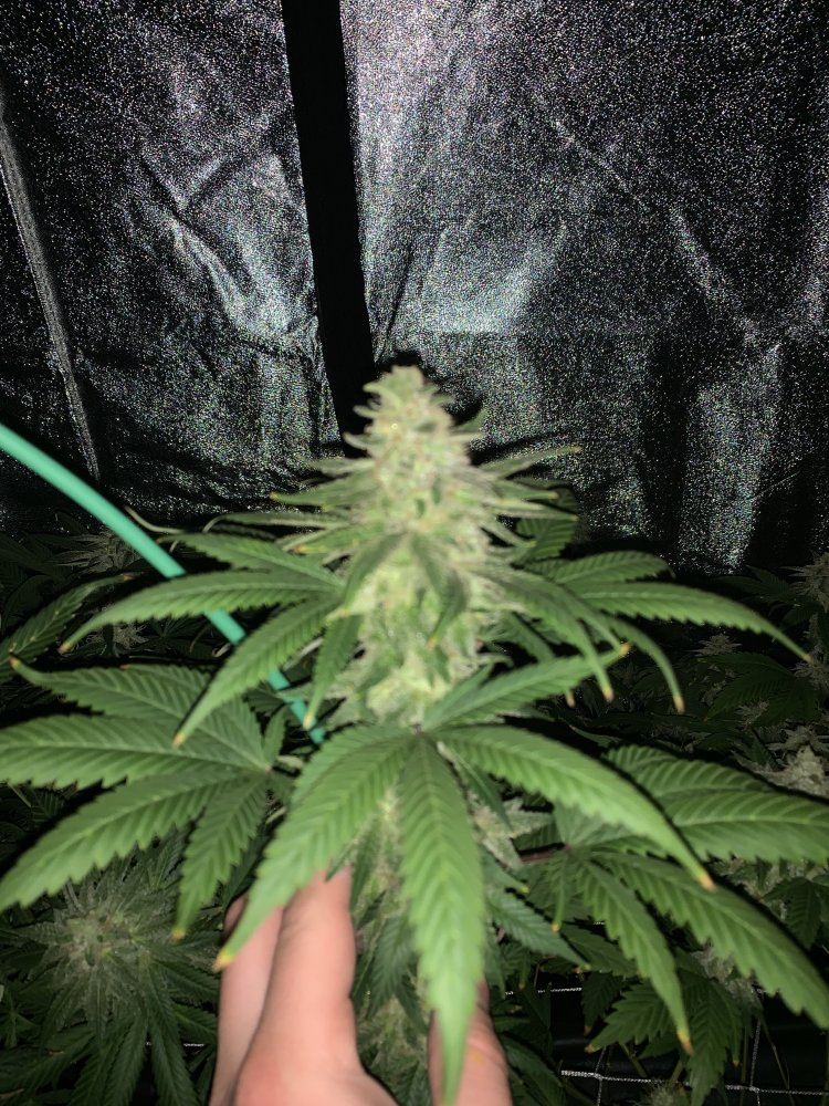 03A6FC52 10F0 4A55 8D04 6A57F42C8C63