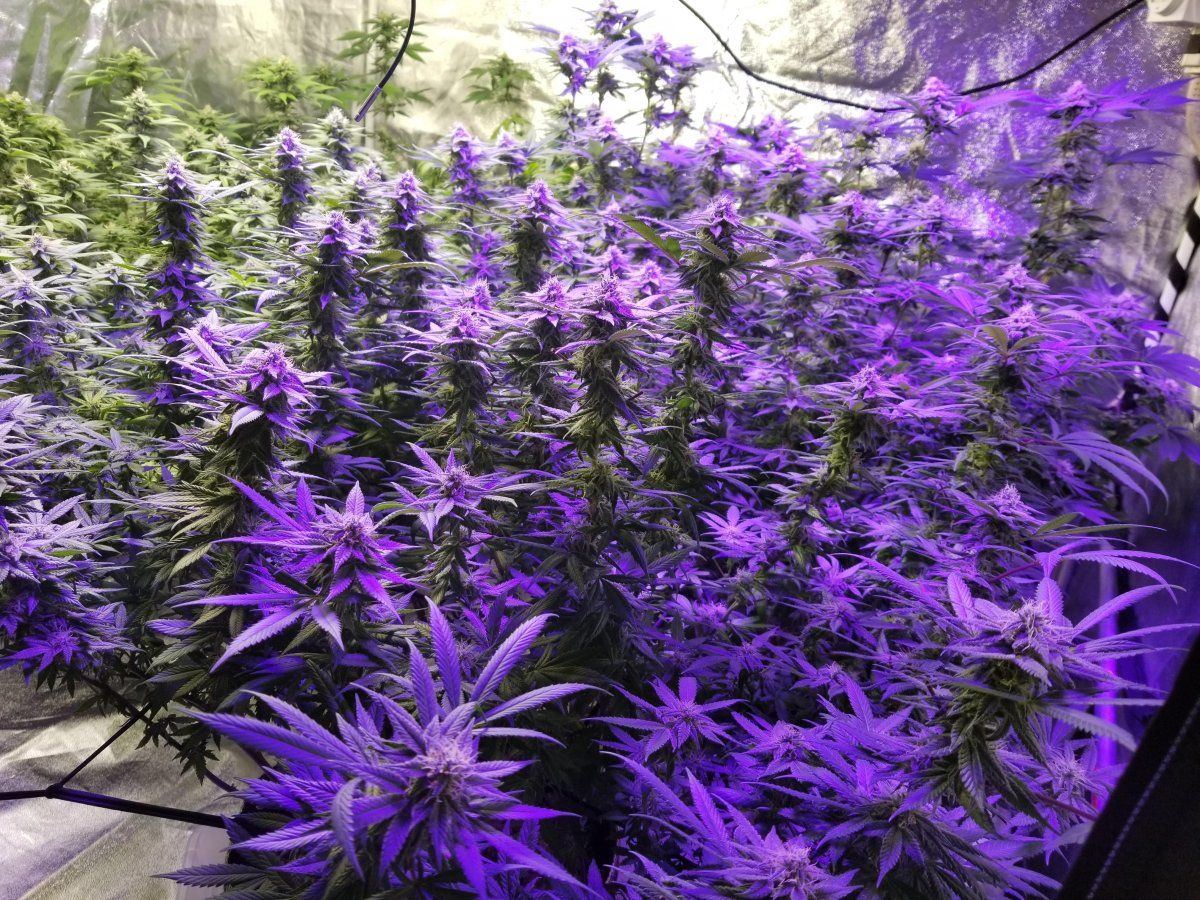 04282023 blurple side