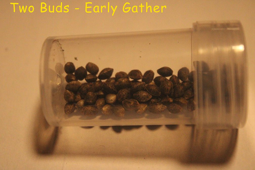 05 12 13 Seeds