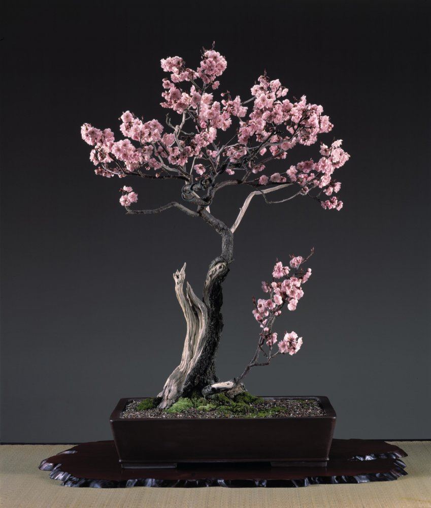 05 Domoto Plum