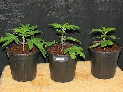 05 Female Plant 1
