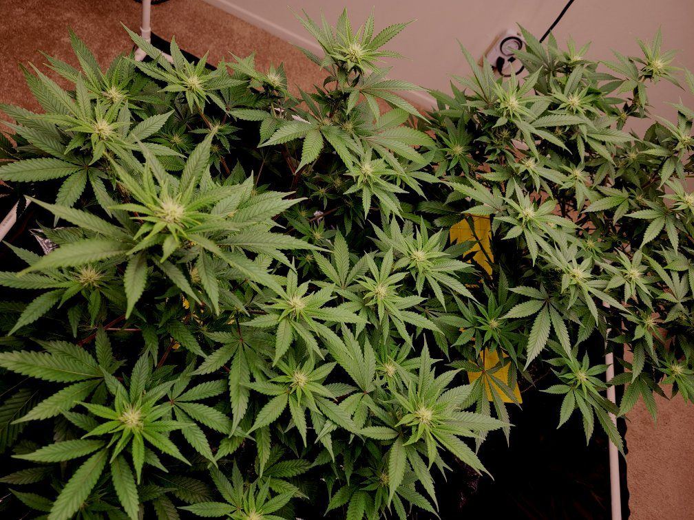 0505 plant