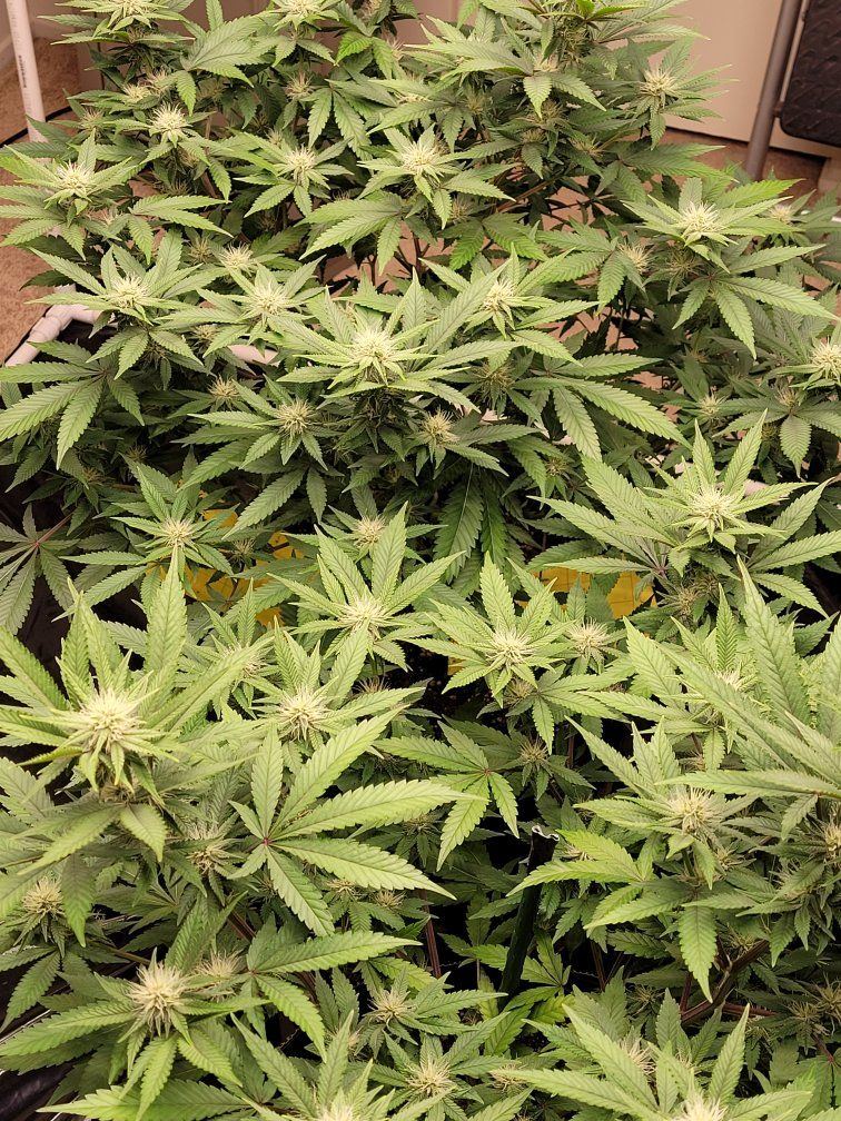 0509 plant