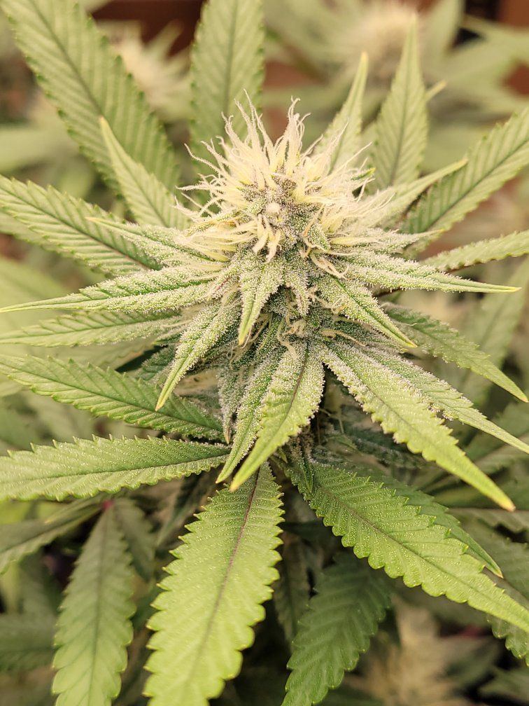 0517 flower3 bulk