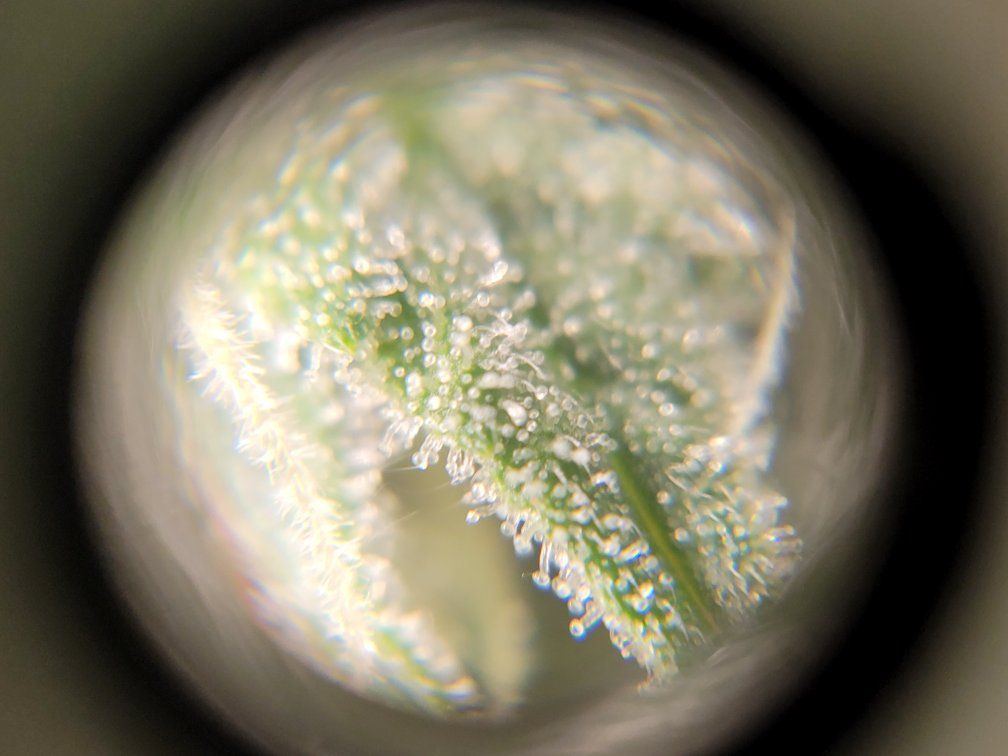 0517 trichs1