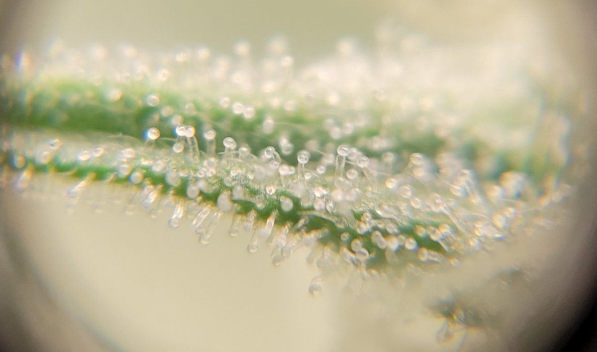 0517 trichs2