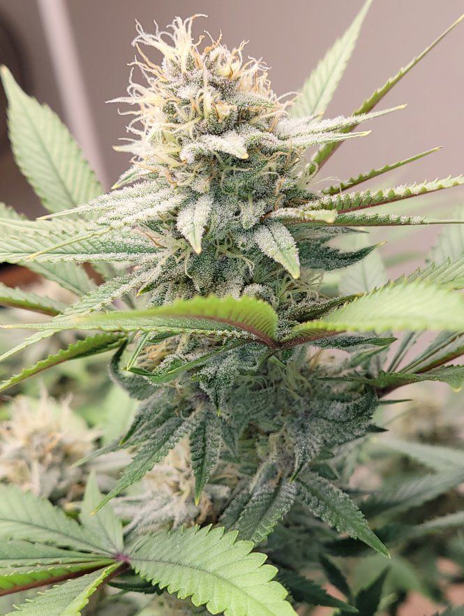 0523 flower bulk