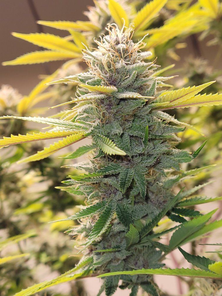 0602 frosty