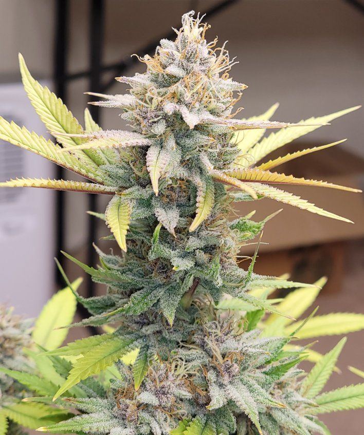 0602 frosty2