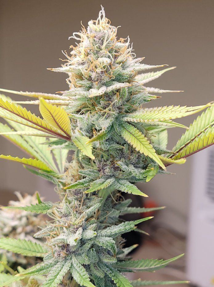 0603 frosty