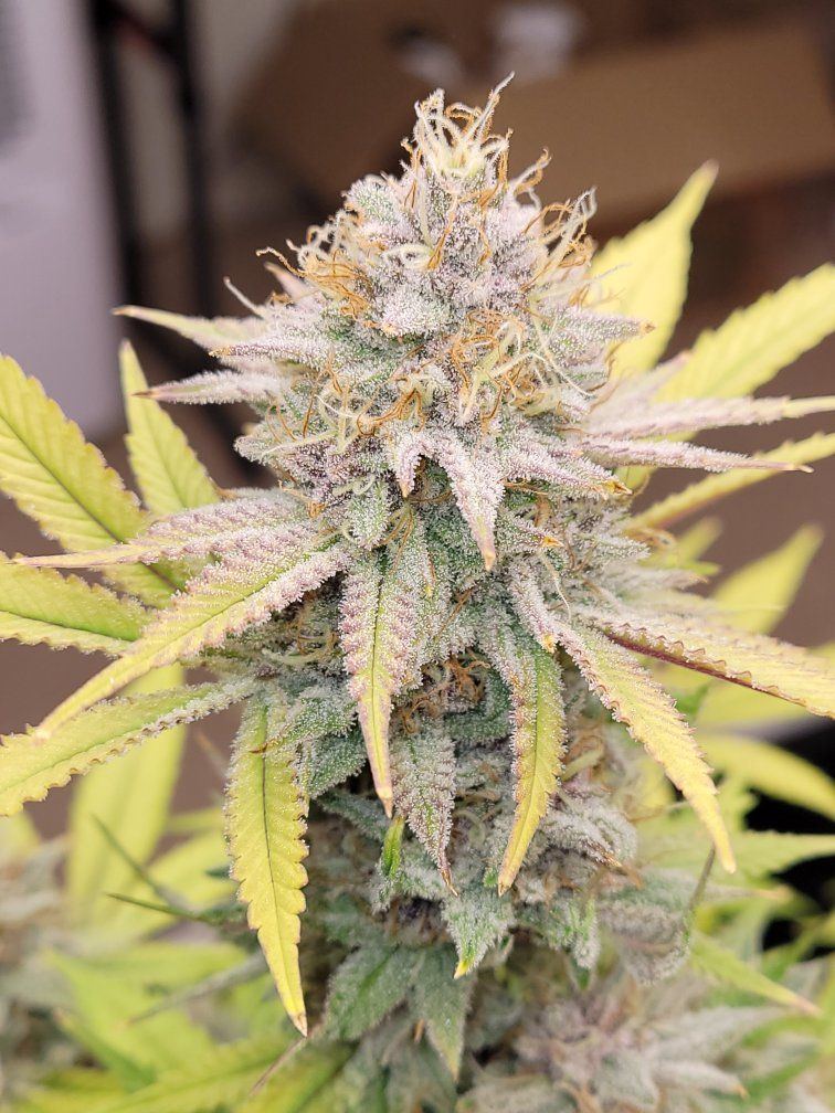 0603 frosty2