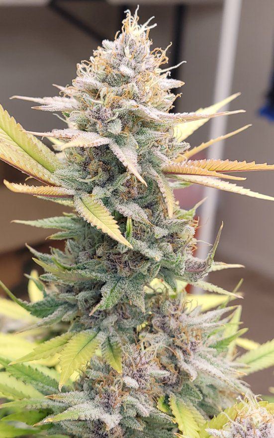 0606 frost