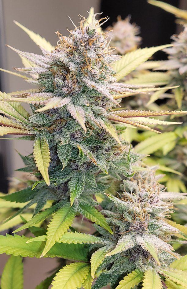 0606 frost3