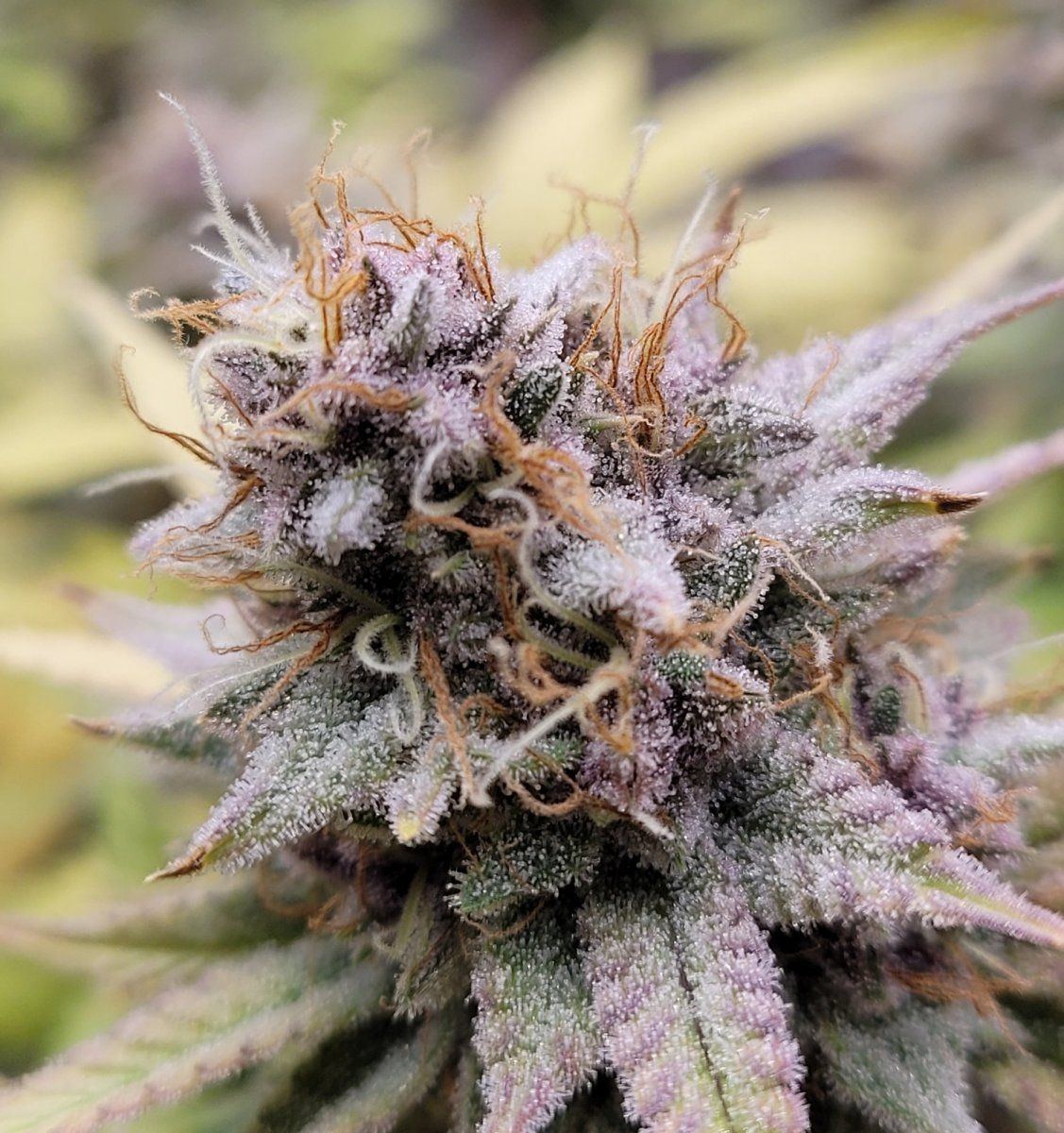 0608 bud2