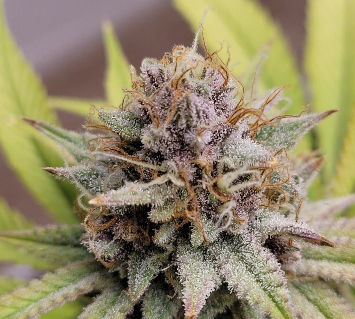 0608 bud3