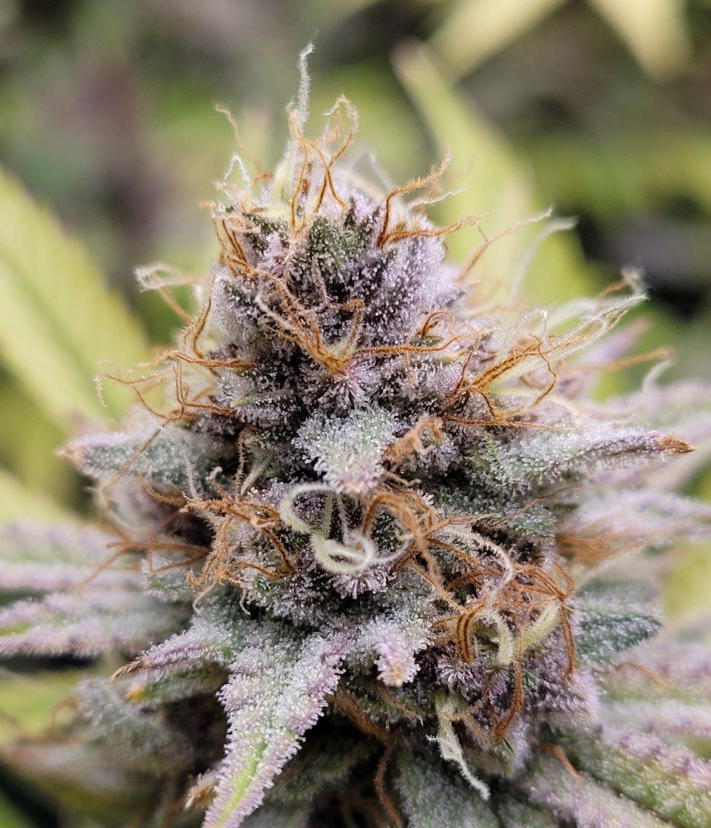 0608 bud4 nice